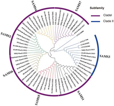 Pan-genome wide identification and analysis of the SAMS gene family in sunflowers (Helianthus annuus L.) revealed their intraspecies diversity and potential roles in abiotic stress tolerance